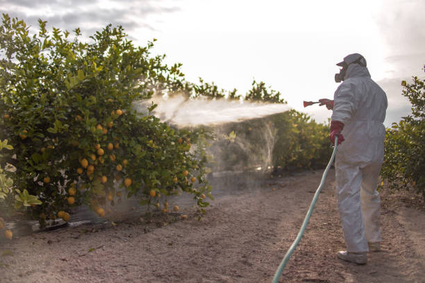 Best Affordable Pest Control Services  in Springdale, OH