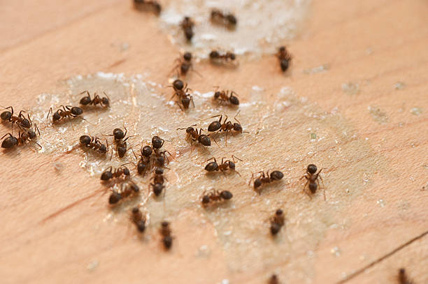 Best Termite Control Services  in Springdale, OH