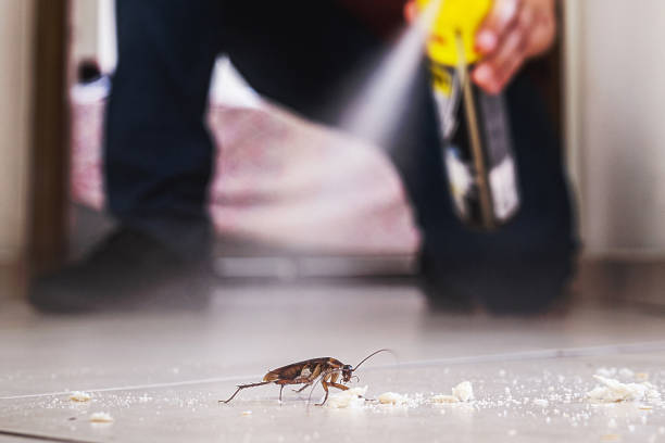 Best Ant Control Services  in Springdale, OH