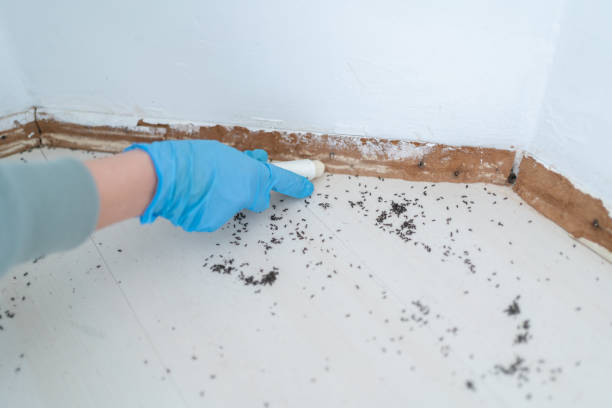 Insect Control in Springdale, OH